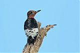 Red-headed Woodpecker